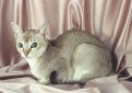 Сингапурская кошка (Сингапура) / Singapura Cat