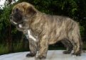 Испанский мастиф / Spanish Mastiff (Mastin Espanol)