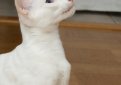 Белая сиамская кошка (Короткошерстный форинвайт) / Siamese White Cat (Foreign White SH)