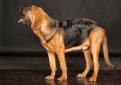 Бладхаунд (Собака Св. Губерта) / Bloodhound (Chien de Saint-Hubert, St. Hubert Hound, Sleuth Hound) Бладхаунд (Собака Св. Губерта) / Bloodhound (Chien de Saint-Hubert, St. Hubert Hound, Sleuth Hound)
