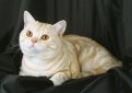 Британская короткошерстная кошка / British Shorthair Cat