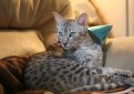 Египетская мау / Egyptian Mau