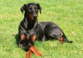 Доберман / Doberman (Doberman Pinscher)