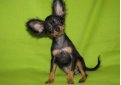 Русский той терьер (Московский той терьер) / Russian Toy Terrier (Moscovian Miniature Terrier)