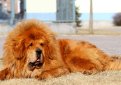 Тибетский мастифф (Тибетский дог) / Tibetan Mastiff (Do-Khyi)