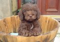 Лабрадудль / Labradoodle