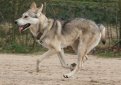 Волчья собака Сарлоса (Сарлос, сарлосская волчья собака) / Saarlooswolfhond (Saarloos Wolfdog)