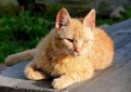 Бразильская короткошерстная кошка / Brazilian Shorthair Cat