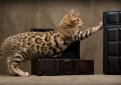 Бенгальская кошка (Бенгал) / Bengal Cat