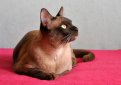 Бурма (Бурманская кошка) / Burmese Cat