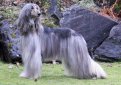 Афганская борзая / Afghan Hound (Ogar Afgan, Eastern Greyhound, Persian Greyhound, Tazi)