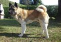 Большая японская собака (Американская акита) / American Akita (Great Japanese Dog)