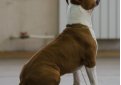 Стаффорд (Американский стаффордширский терьер) / American Staffordshire Terrier