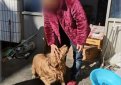 Верный пёс не бросил умирающего на улице хозяина и сам привёл к нему врачей Верный пёс не бросил умирающего на улице хозяина и сам привёл к нему врачей
