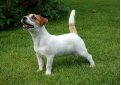 Джек-рассел-терьер / Jack Russell Terrier