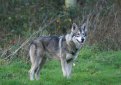 Сарлос (Волчья собака Сарлоса, сарлосская волчья собака) / Saarlooswolfhond (Saarloos Wolfdog)