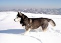 Сибирский хаски / Siberian Husky (Arctic Husky)