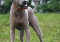 Тайский риджбек / Thai Ridgeback (Mah Thai)