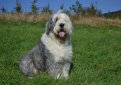 Бобтейл (Староанглийская овчарка) / Bobtail (Old English Sheepdog)