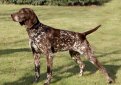 Курцхаар (Немецкий пойнтер, немецкая короткошерстная легавая) / Kurzhaar (German Shorthaired Pointer, Deutscher Kurzhaariger Vorstehhund)