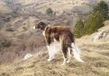 Русская псовая борзая / Borzoi (Russian Wolfhound)