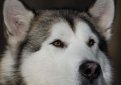 Маламут (Аляскинский маламут) / Alaskan Malamute