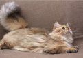 Британская длинношерстная кошка / British Longhair Cat (Britanica, Highlander, Lowlander)