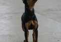 Карликовый пинчер (Цвергпинчер) / Zwergpinscher