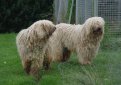 Венгерская овчарка (Комондор) / Komondor (Hungarian Komondor, Hungarian Sheepdog)