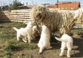 Комондор (Венгерская овчарка) / Komondor (Hungarian Komondor, Hungarian Sheepdog)