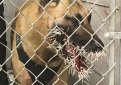 В США во время поимки преступника дикобраз вонзил в служебного пса более 200 игл В США во время поимки преступника дикобраз вонзил в служебного пса более 200 игл
