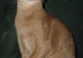 Абиссинская кошка / Abyssinian Cat