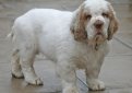 Кламбер-спаниель (Кламбер) / Clumber Spaniel