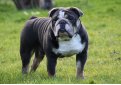 Английский бульдог / English Bulldog (British Bulldog)