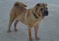 Шарпей (Китайская бойцовая собака) / Shar Pei (Chinese Fighting Dog)