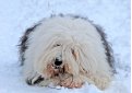 Бобтейл (Староанглийская овчарка) / Bobtail (Old English Sheepdog)