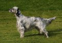 Английский сеттер / English Setter (Lawerack, Laverack)