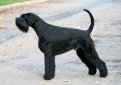 Ризеншнауцер (Гигантский шнауцер) / Riesenschnauzer (Giant Schnauzer)