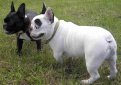 Французский бульдог / Bouledogue Francais (French Bulldog)