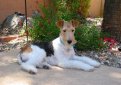 Жесткошерстный фокстерьер / Wire Fox Terrier (Wire-Haired Fox Terrier)