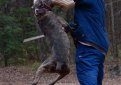 Кане корсо (Итальянская сторожевая собака) / Cane Corso (Sicilian Branchiero)