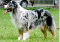 Австралийская овчарка (Аусси) / Australian Shepherd (Aussie)