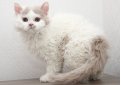 Селкирк рекс / Selkirk Rex