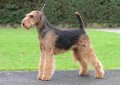 Эрдельтерьер / Airedale Terrier (Bingley Terrier, Waterside Terrier)