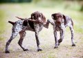 Курцхаар (Немецкий пойнтер, немецкая короткошерстная легавая) / Kurzhaar (German Shorthaired Pointer, Deutscher Kurzhaariger Vorstehhund)