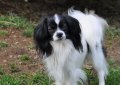 Фален (Континентальный той-спаниель) / Phalene (Epagneul Nain Continental Phalene, Continental Toy Spaniel)