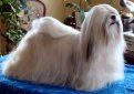 Лхаса апсо (Лхасский апсо) / Lhasa Apso