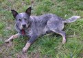 Австралийский хилер (Австралийская пастушья собака) / Australian Cattle Dog