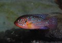 Хромис-красавец / Hemichromis Bimaculatus