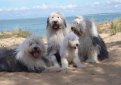 Бобтейл (Староанглийская овчарка) / Bobtail (Old English Sheepdog)